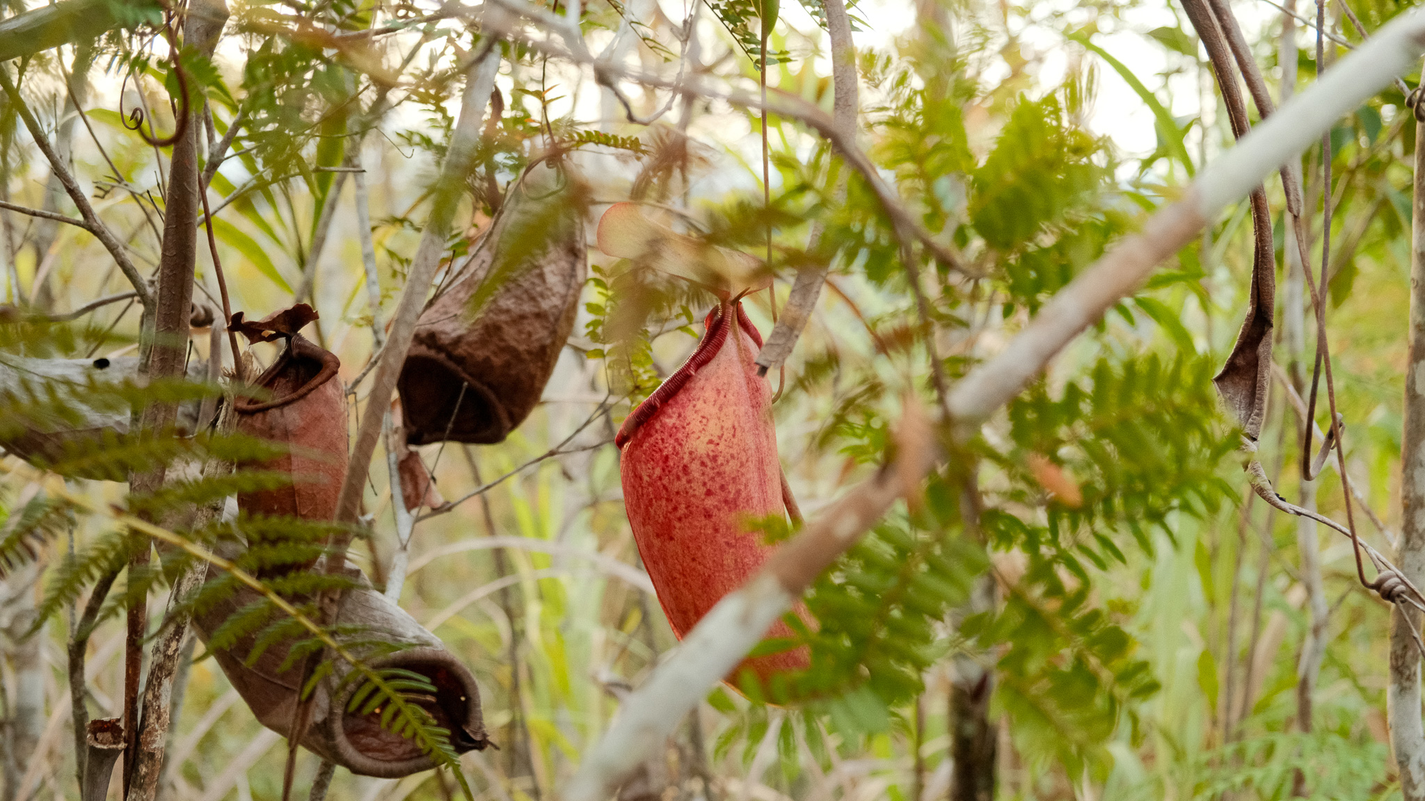 Pitcher plants in Mt. Kiamo