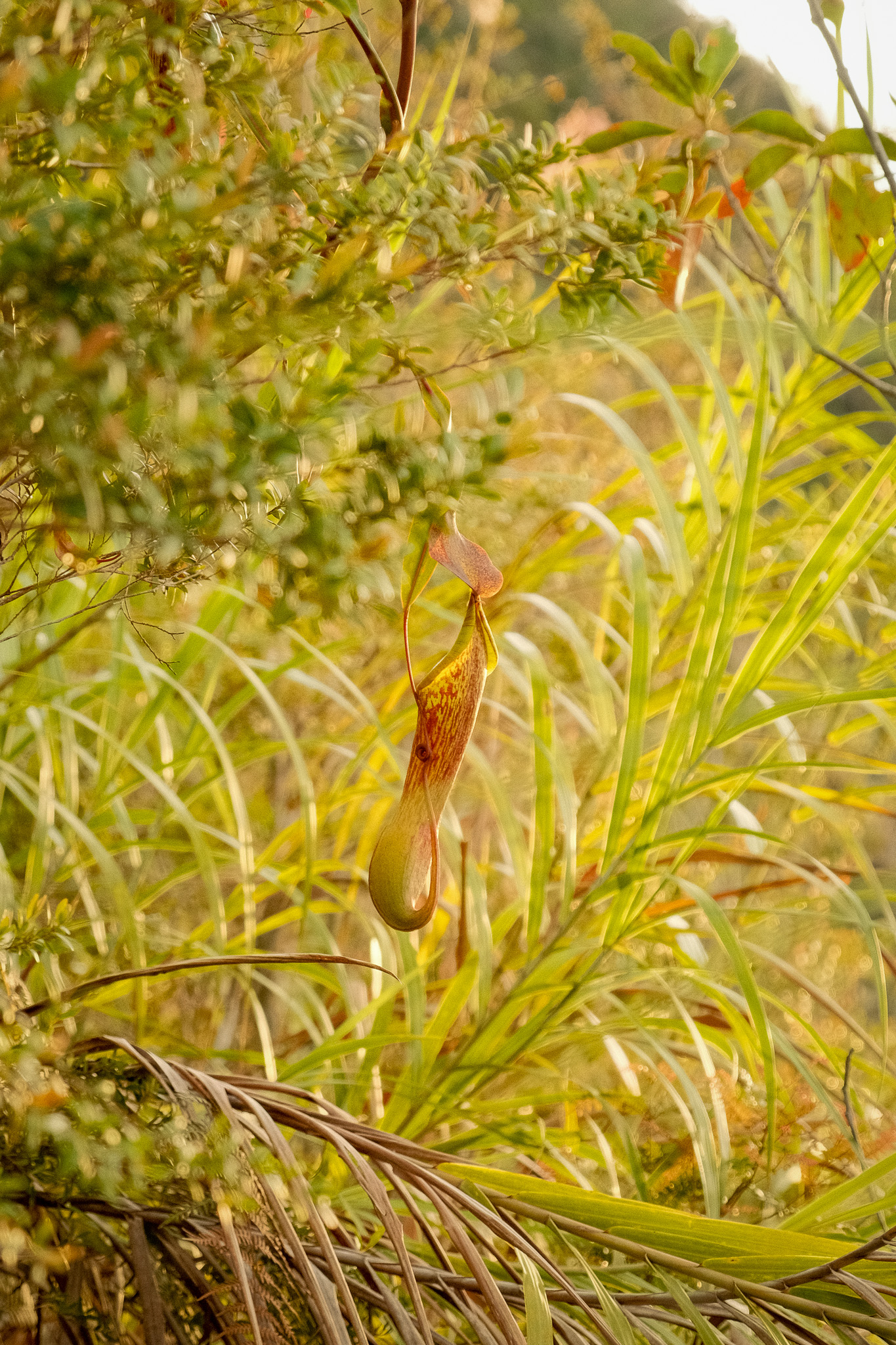 Pitcher plants in Mt. Kiamo