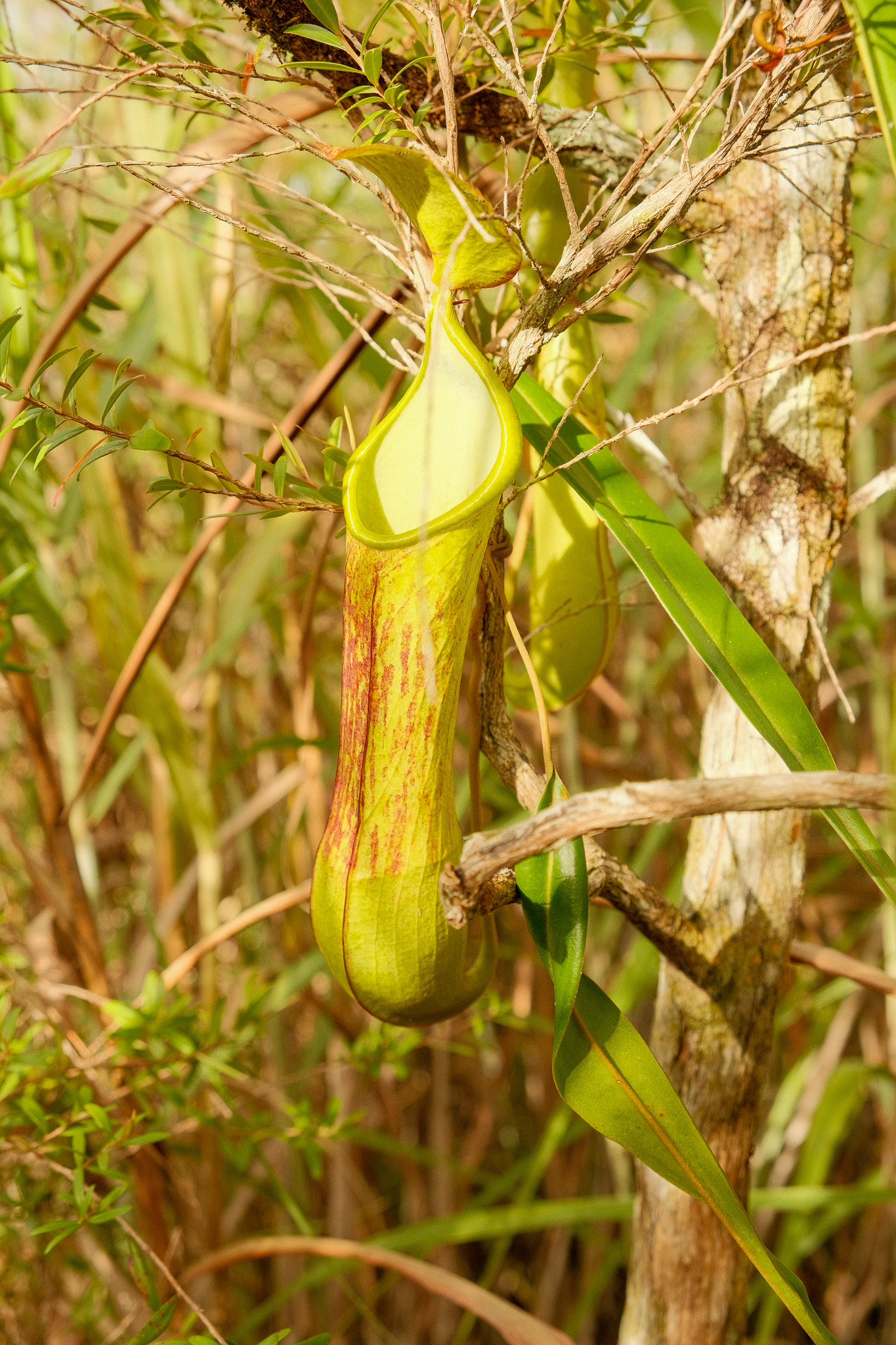 Pitcher plants in Mt. Kiamo