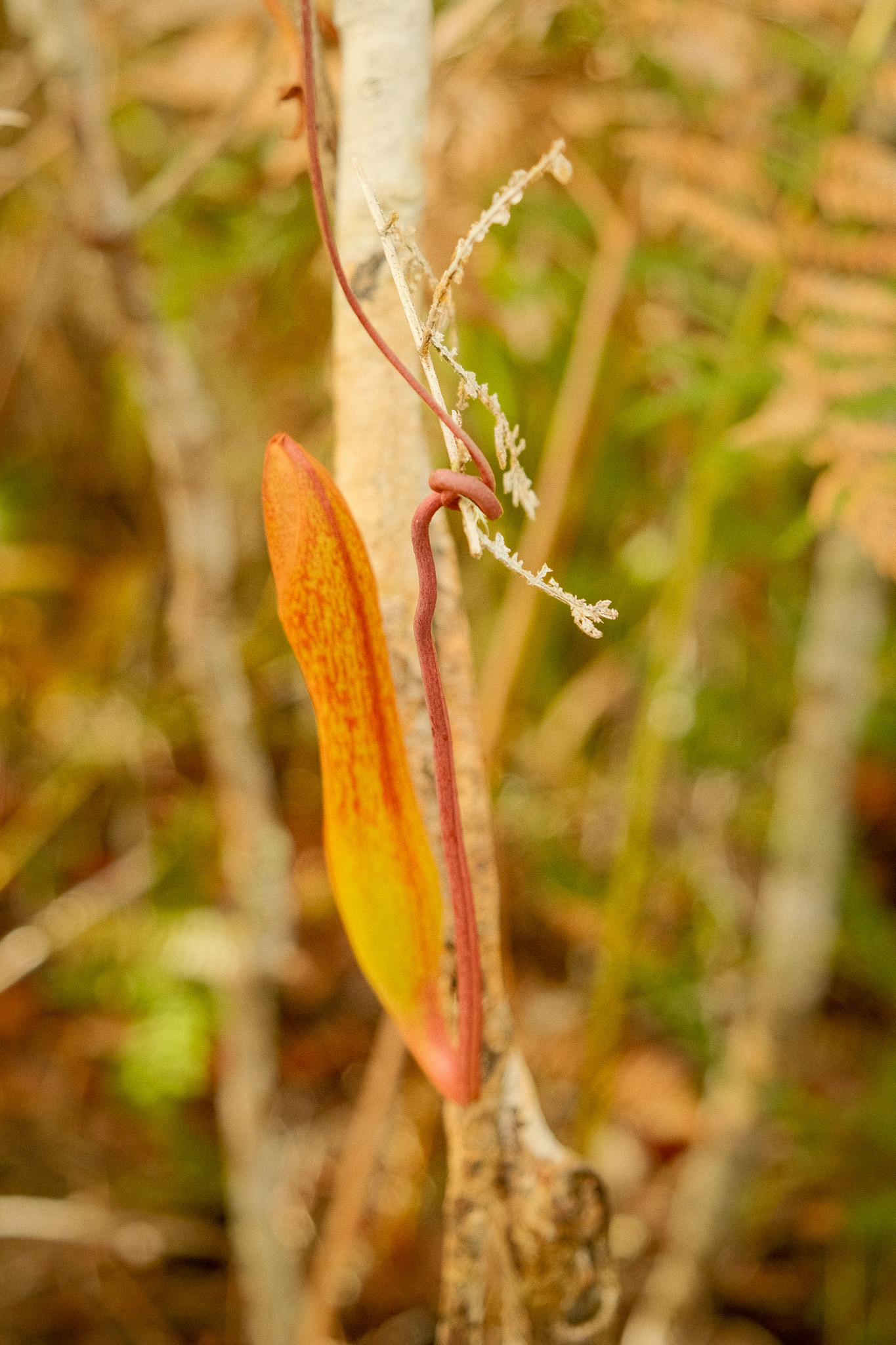 Pitcher plants in Mt. Kiamo