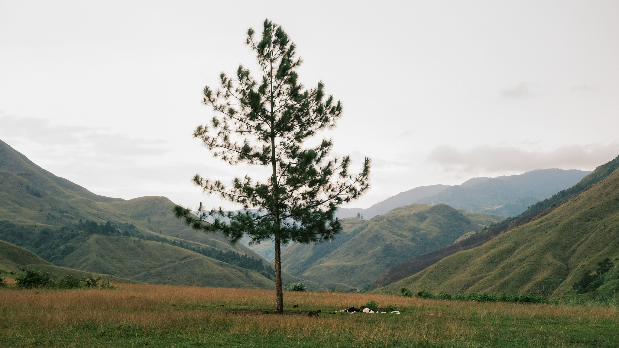 A tree at Sabangan campsite