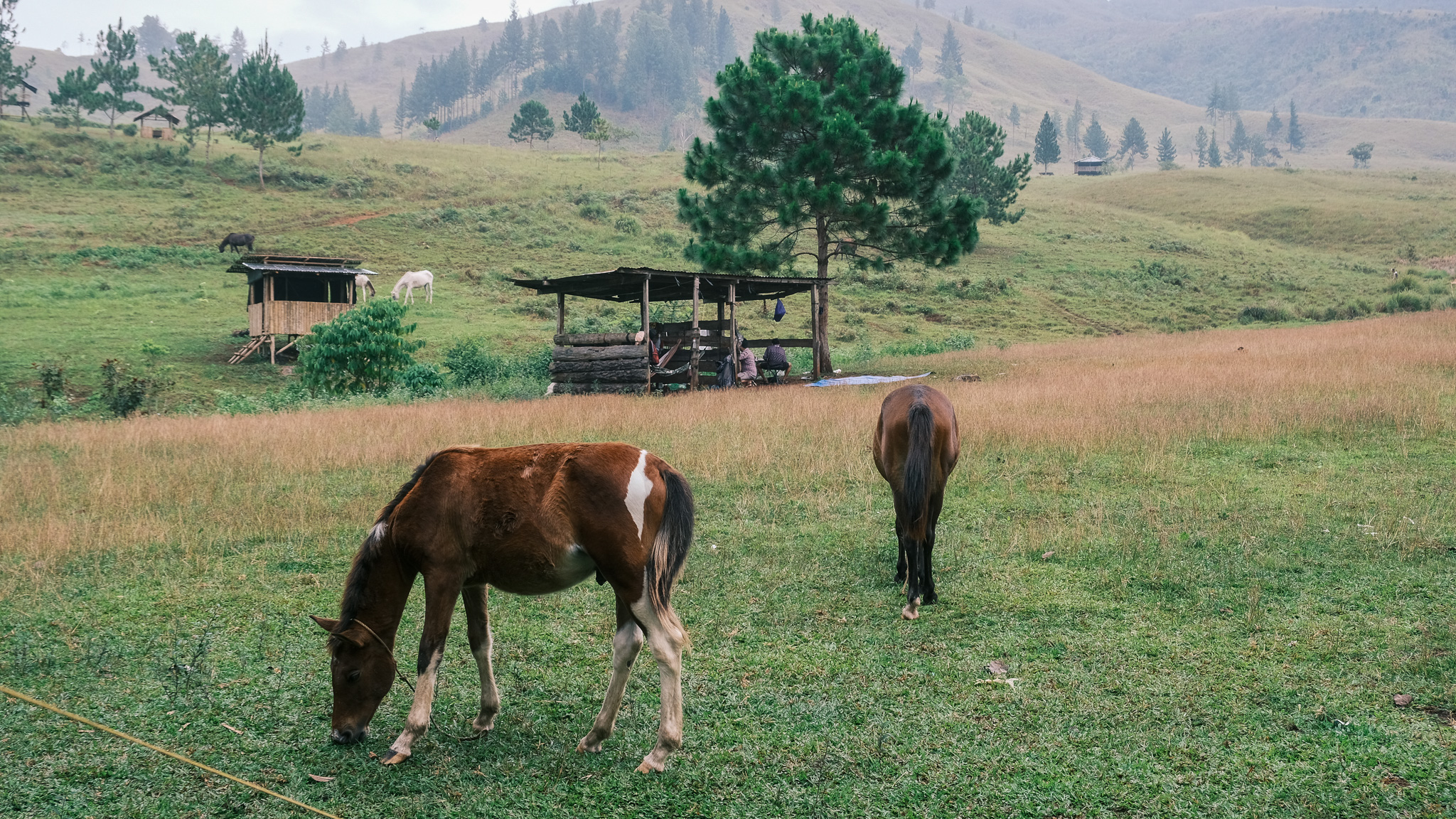 Horses in Sabangan campsite